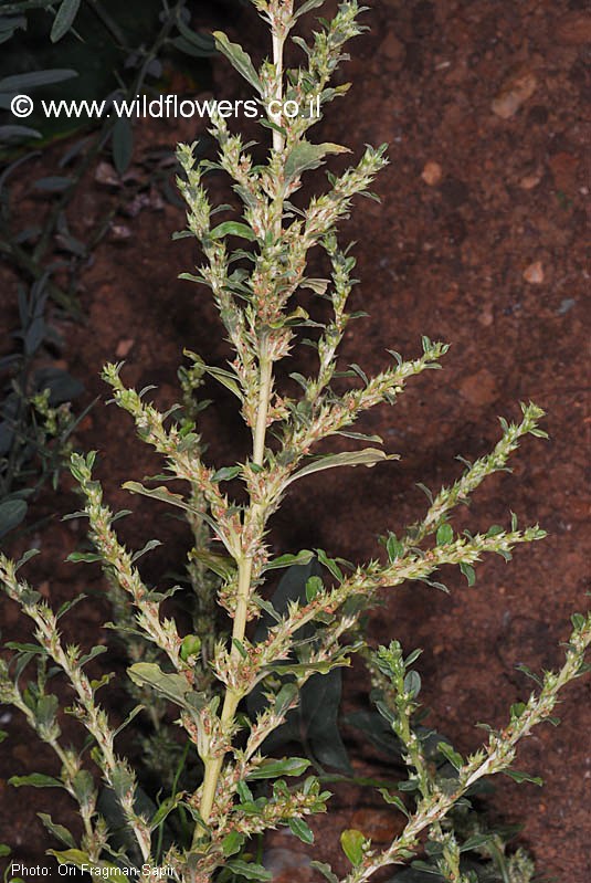 Amaranthus  spinosus